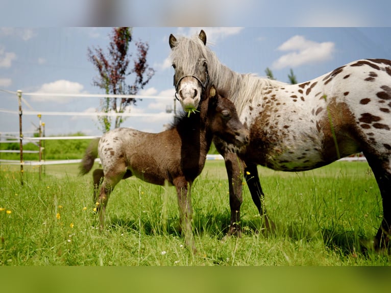 More ponies/small horses Mare Foal (04/2025) 8,3 hh Leopard-Piebald in Aitrang