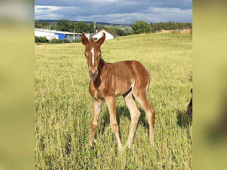More ponies/small horses Mare Foal (01/2025) Chestnut in St. Erhard