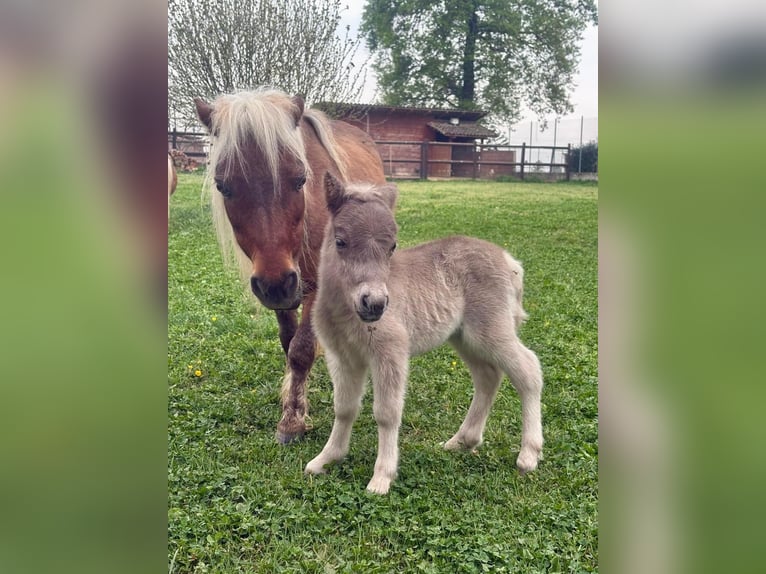 More ponies/small horses Mare Foal (01/2026) Grey in Villanova D'Asti
