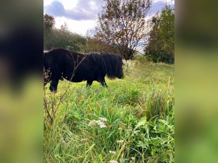 More ponies/small horses Stallion 11 years 10,2 hh Black in Paternion More ponies/small horses Stallion 11 years 10,2 hh Black in Paternion