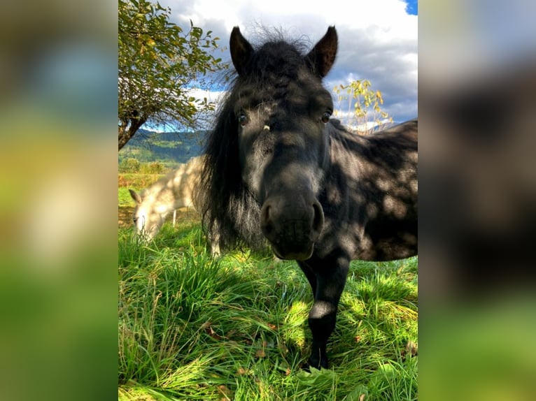 More ponies/small horses Stallion 11 years 10,2 hh Black in Paternion More ponies/small horses Stallion 11 years 10,2 hh Black in Paternion