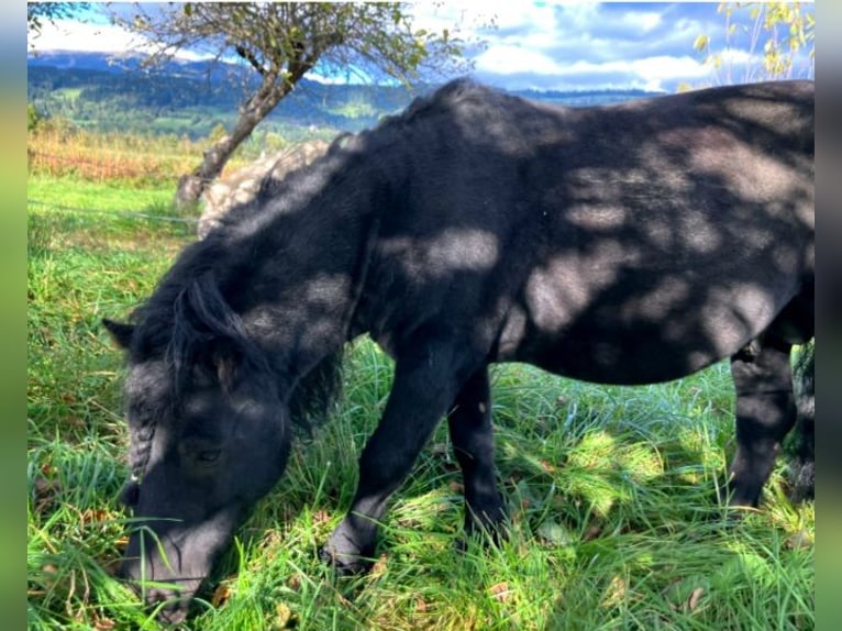 More ponies/small horses Stallion 11 years 10,2 hh Black in Paternion More ponies/small horses Stallion 11 years 10,2 hh Black in Paternion