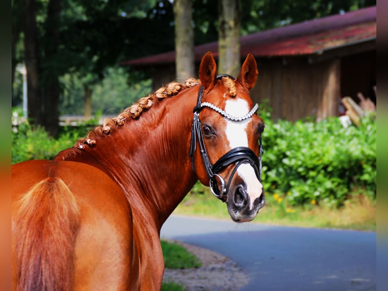 More ponies/small horses Stallion 15 years 14,1 hh Chestnut-Red in Lengerich