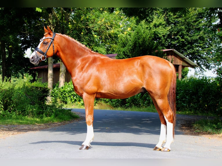 More ponies/small horses Stallion 15 years 14,1 hh Chestnut-Red in Lengerich