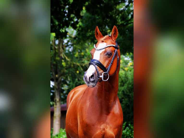 More ponies/small horses Stallion 15 years 14,1 hh Chestnut-Red in Lengerich