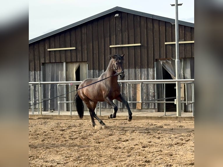 More ponies/small horses Stallion 15 years 14,2 hh Brown in D&#xFC;rnau
