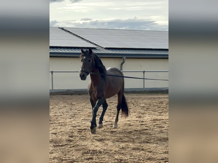 More ponies/small horses Stallion 15 years 14,2 hh Brown in D&#xFC;rnau