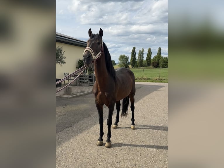 More ponies/small horses Stallion 15 years 14,2 hh Brown in D&#xFC;rnau