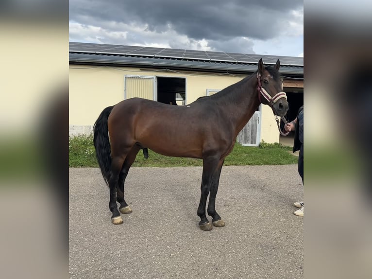 More ponies/small horses Stallion 15 years 14,2 hh Brown in D&#xFC;rnau