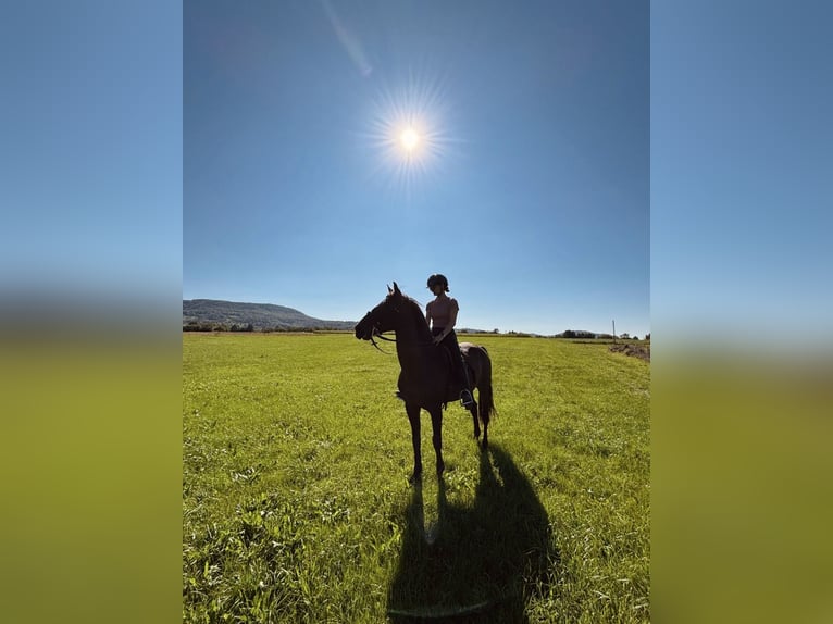 More ponies/small horses Stallion 15 years 14,2 hh Brown in D&#xFC;rnau