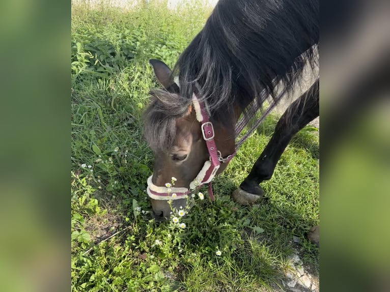 More ponies/small horses Stallion 16 years 14,2 hh Brown in Dürnau