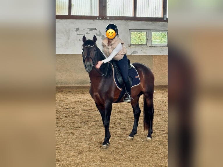 More ponies/small horses Stallion 16 years 14,2 hh Brown in Dürnau