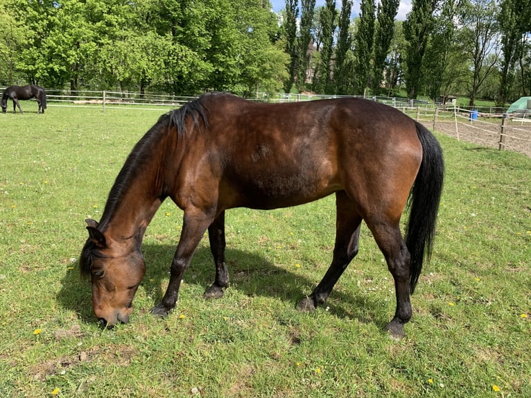 More ponies/small horses Mix Stallion 18 years 14,2 hh Brown in Essen