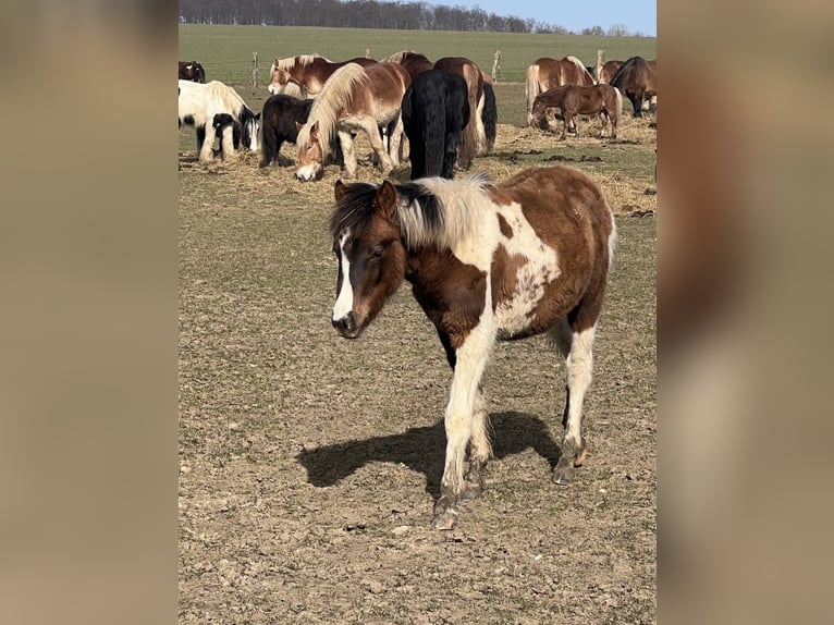 More ponies/small horses Mix Stallion 1 year 13.1 hh Pinto in Kaltohmfeld
