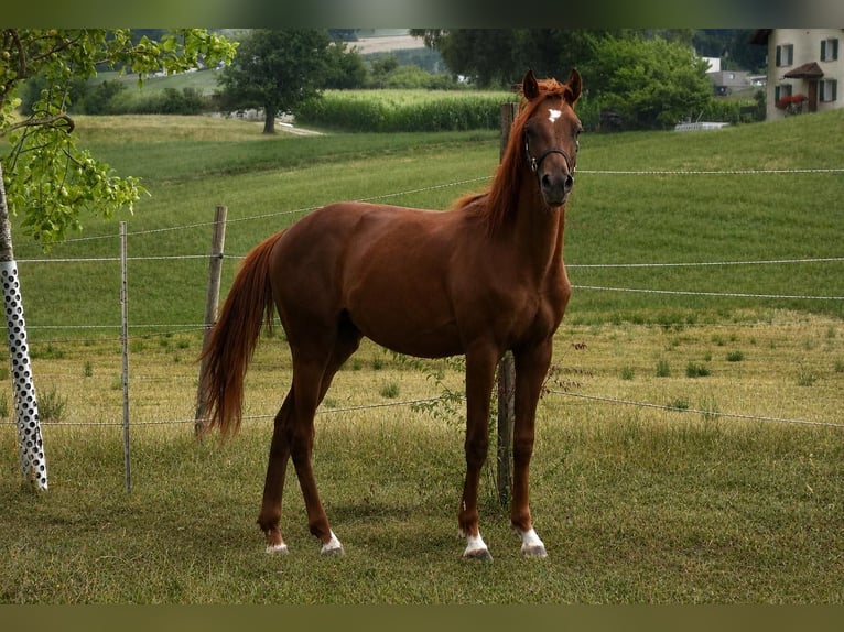 More ponies/small horses Stallion 1 year 14.2 hh Chestnut in Muri AG