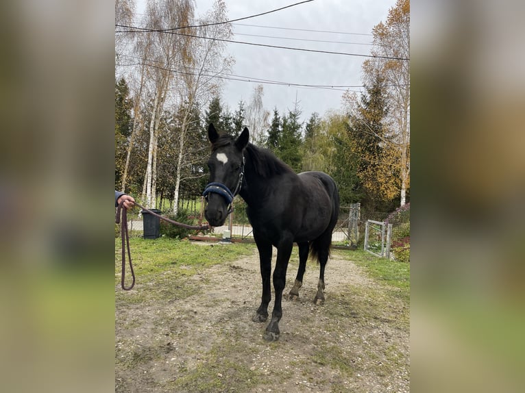 More ponies/small horses Mix Stallion 1 year 15,1 hh Black in Jeziorany
