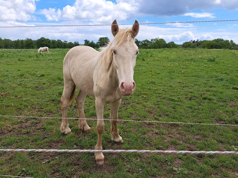 More ponies/small horses Stallion 1 year Perlino in Thandorf