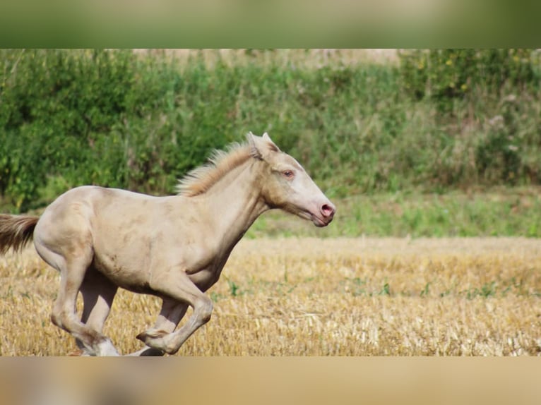 More ponies/small horses Stallion 1 year Perlino in Thandorf