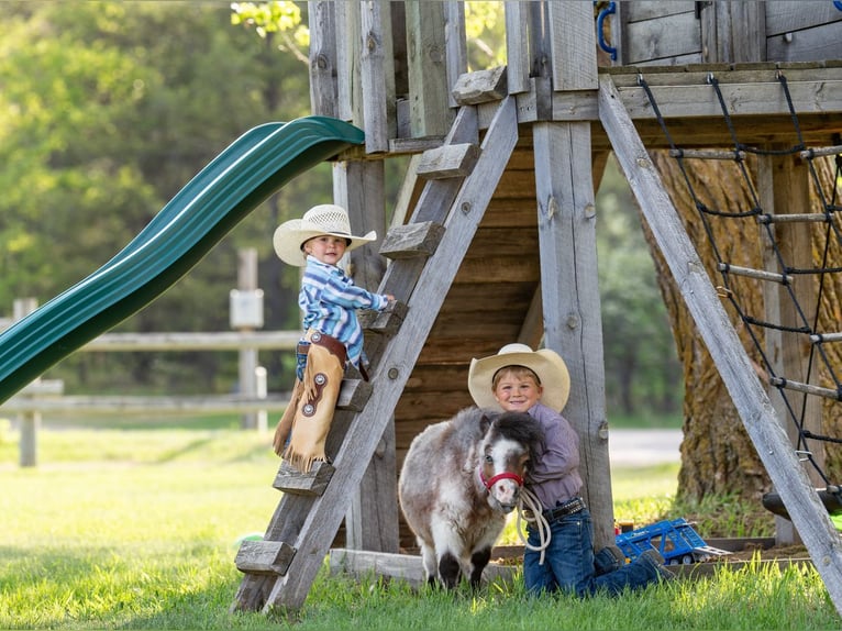 More ponies/small horses Stallion 2 years 5,3 hh Roan-Bay in Jamesport, MO