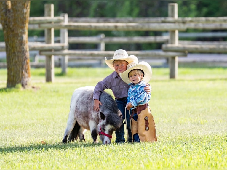 More ponies/small horses Stallion 2 years 5,3 hh Roan-Bay in Jamesport, MO