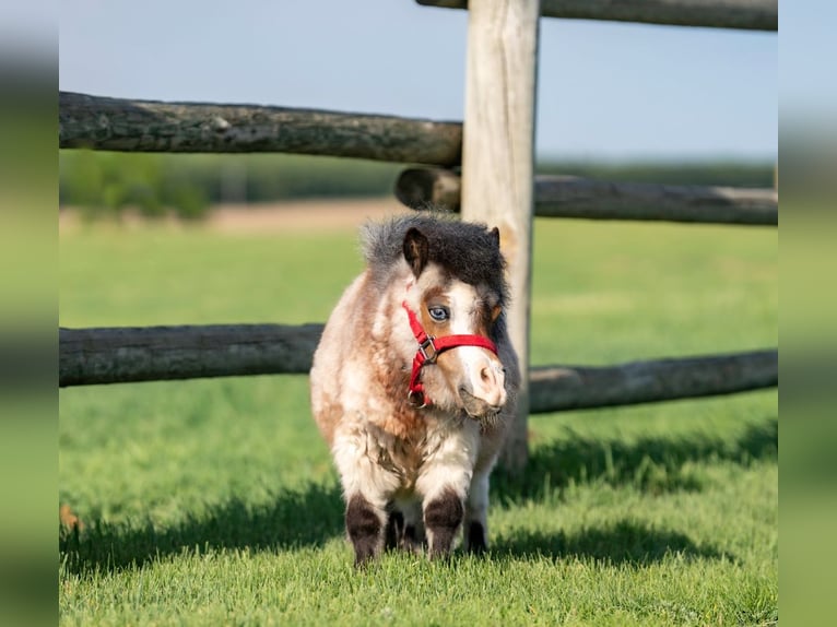More ponies/small horses Stallion 2 years 5,3 hh Roan-Bay in Jamesport, MO
