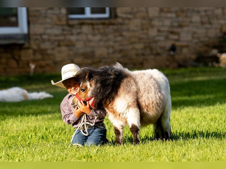 More ponies/small horses Stallion 2 years 5,3 hh Roan-Bay in Jamesport, MO