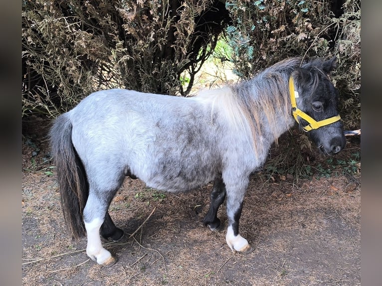 More ponies/small horses Mix Stallion 2 years 9,2 hh Grey-Blue-Tan in Freren