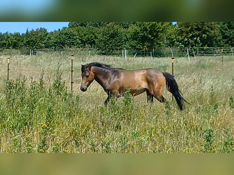 More ponies/small horses Stallion 3 years 11,2 hh Dun in Gram