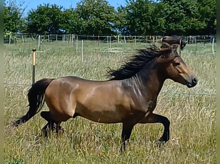 More ponies/small horses Stallion 3 years 11,2 hh Dun in Gram