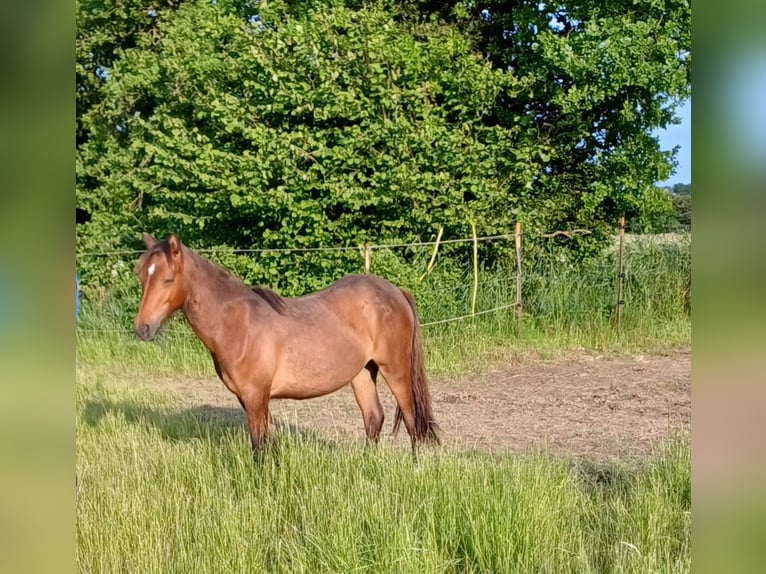 More ponies/small horses Stallion 3 years 11,2 hh Dun in Gram