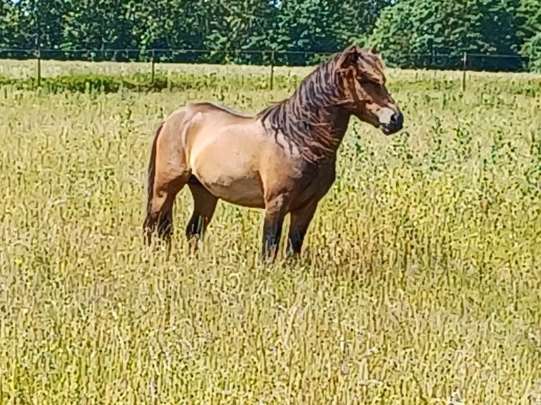 More ponies/small horses Stallion 3 years 11,2 hh Dun in Gram