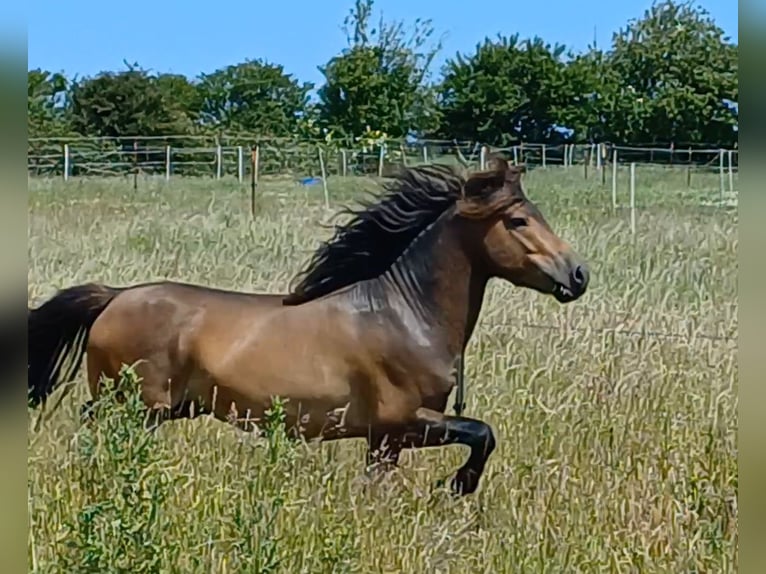 More ponies/small horses Stallion 3 years 11,2 hh Dun in Gram