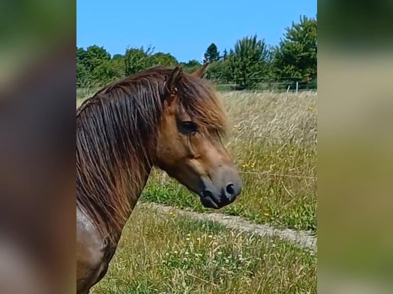 More ponies/small horses Stallion 3 years 11,2 hh Dun in Gram