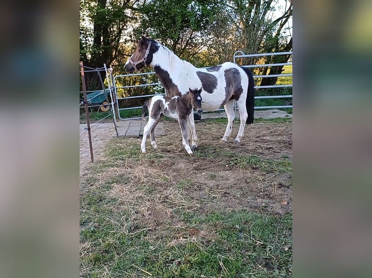 More ponies/small horses Stallion 3 years 11,2 hh Dun in Gram