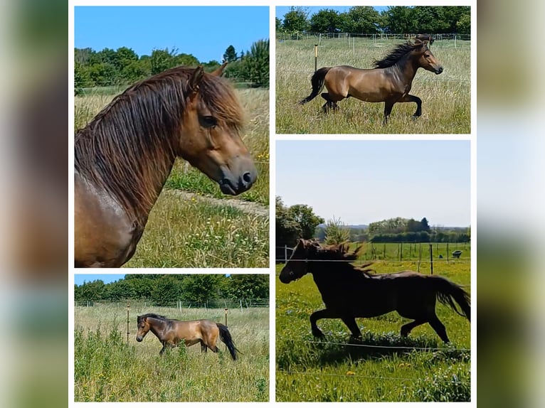 More ponies/small horses Stallion 3 years 11,2 hh Dun in Gram