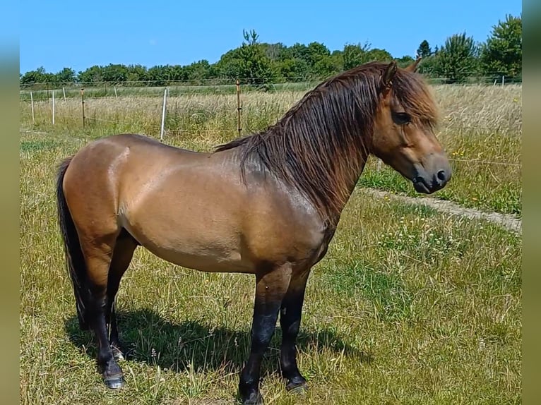 More ponies/small horses Stallion 3 years 11,2 hh Dun in Gram