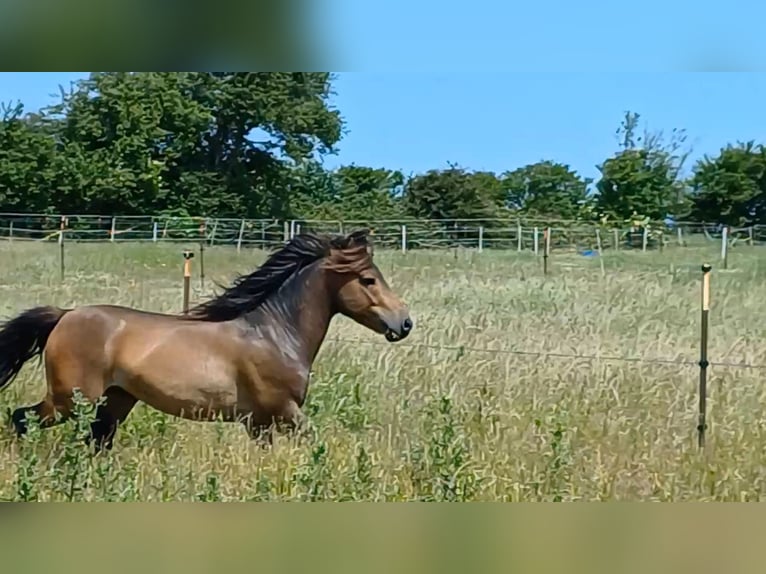 More ponies/small horses Stallion 3 years 11,2 hh Dun in Gram