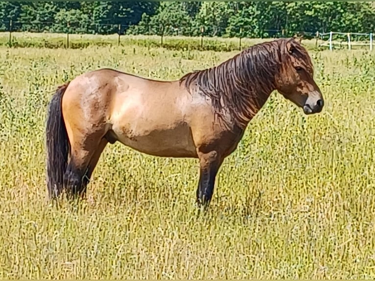 More ponies/small horses Stallion 3 years 11,2 hh Dun in Gram