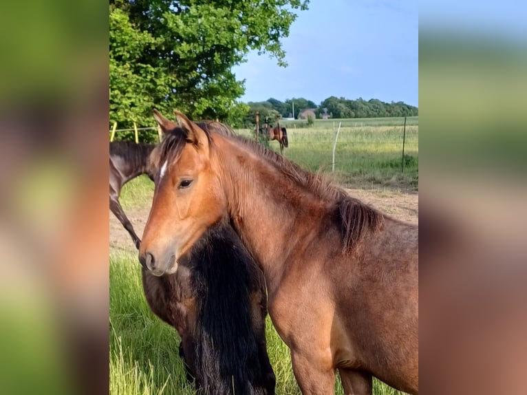 More ponies/small horses Stallion 3 years 11,2 hh Dun in Gram