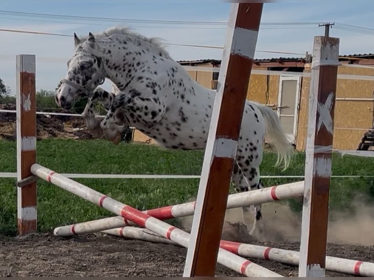 More ponies/small horses Stallion 3 years 12.3 hh Leopard-Piebald in Békéscsaba