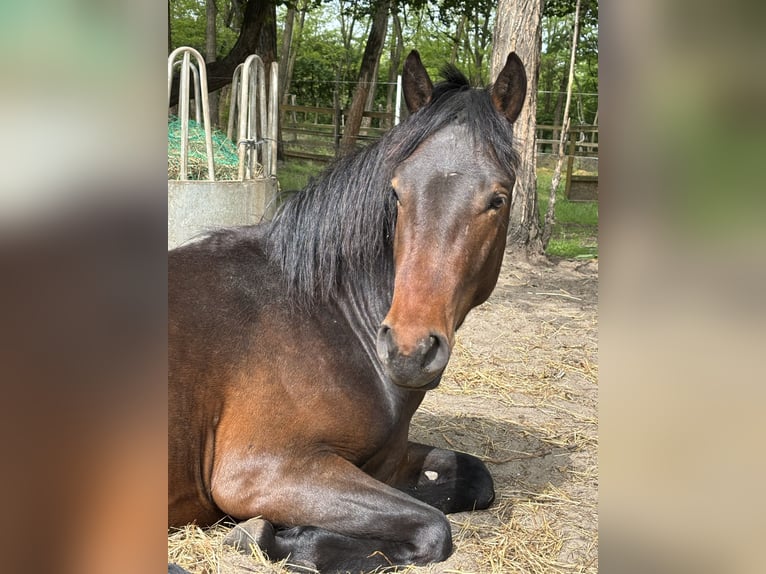 More ponies/small horses Stallion 3 years 13,1 hh Smoky-Black in Lajosmizse