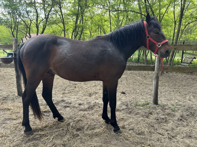 More ponies/small horses Stallion 3 years 13,1 hh Smoky-Black in Lajosmizse
