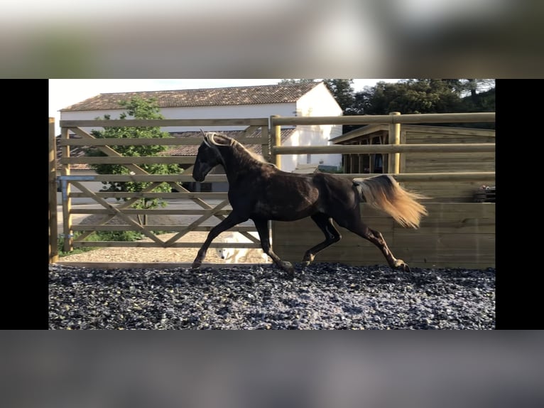 More ponies/small horses Stallion 3 years 14.1 hh Palomino in Générac