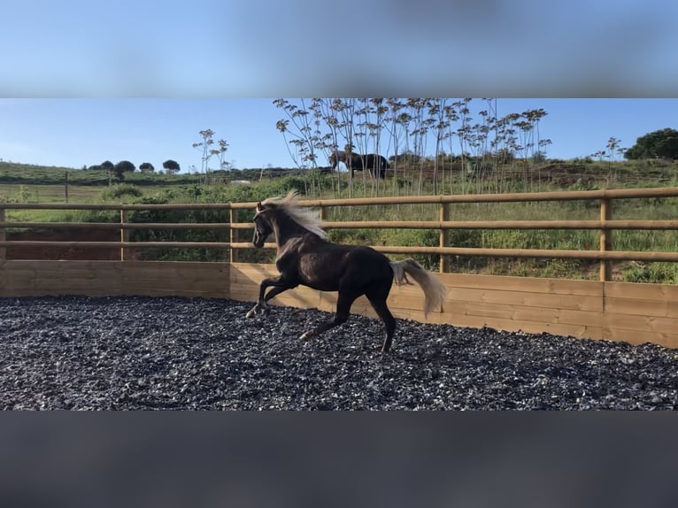 More ponies/small horses Stallion 3 years 14.1 hh Palomino in Générac