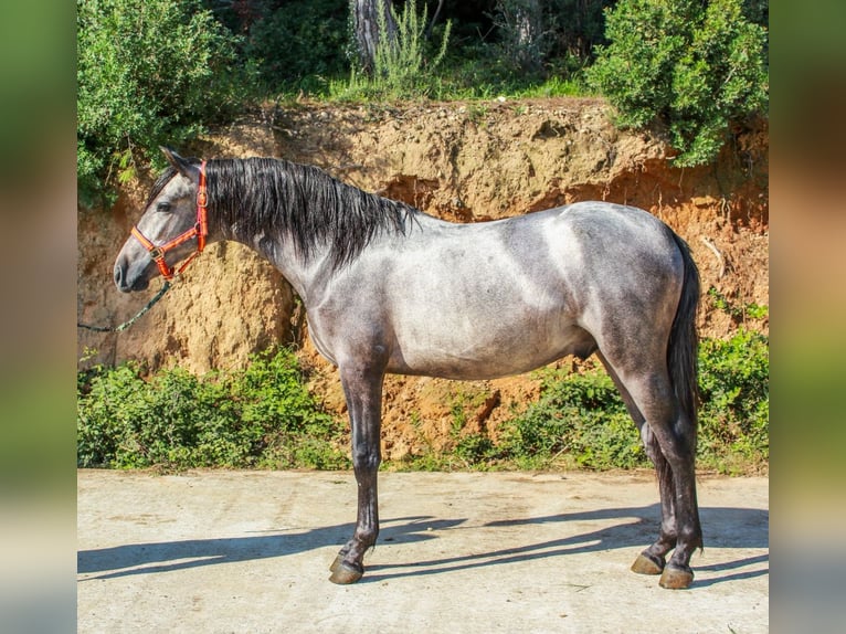 More ponies/small horses Stallion 3 years 14 hh Grey in Terrassa