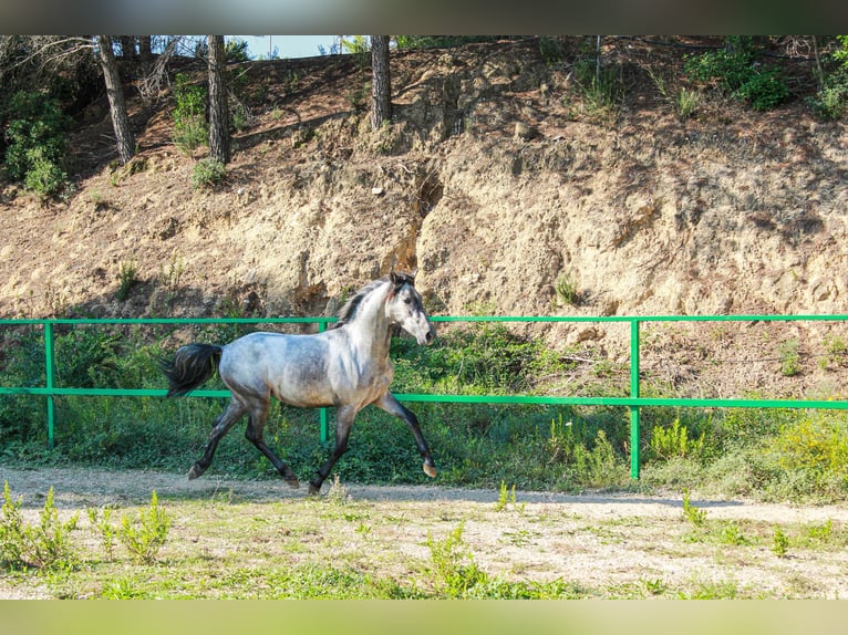 More ponies/small horses Stallion 3 years 14 hh Grey in Terrassa