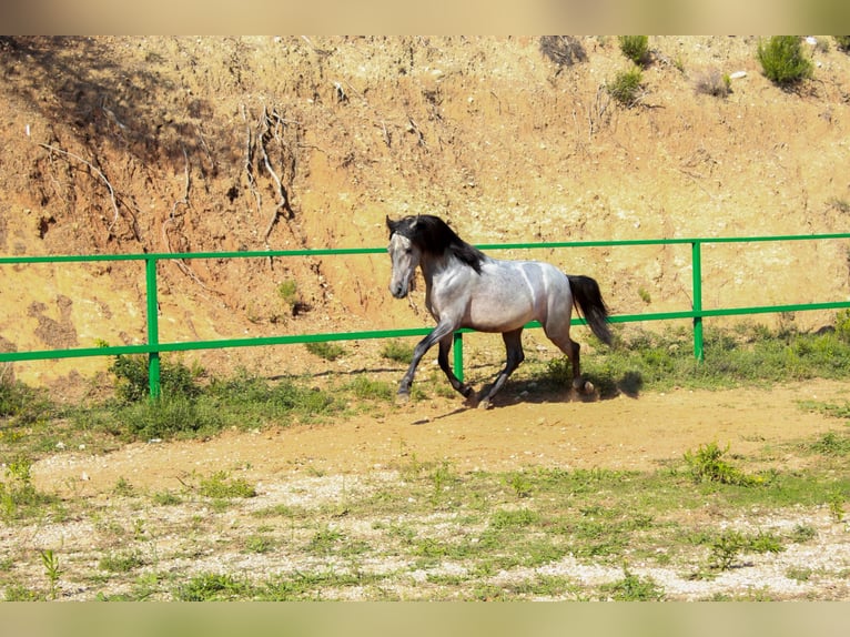 More ponies/small horses Stallion 3 years 14 hh Grey in Terrassa
