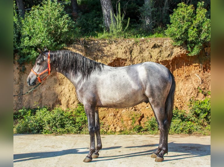 More ponies/small horses Stallion 3 years 14 hh Grey in Terrassa