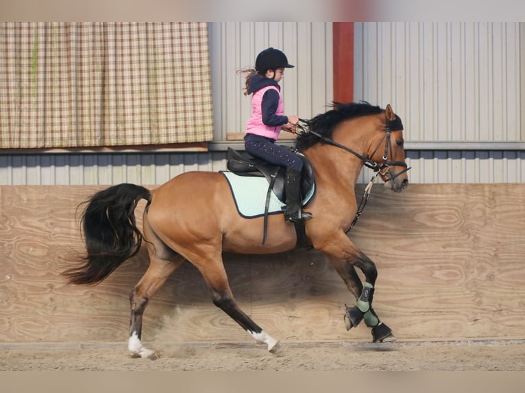 More ponies/small horses Stallion 3 years 14,2 hh Dun in Wildeshausen More ponies/small horses Stallion 3 years 14,2 hh Dun in Wildeshausen