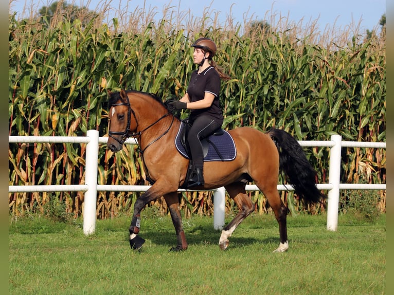 More ponies/small horses Stallion 3 years 14,2 hh Dun in Wildeshausen More ponies/small horses Stallion 3 years 14,2 hh Dun in Wildeshausen